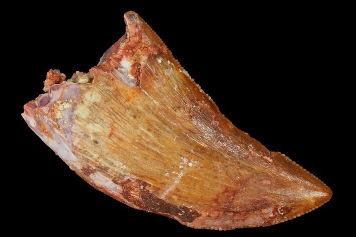 Serrated, Baby Carcharodontosaurus Tooth - Morocco #169669